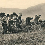 L'arrachage et le ramassage des pommes de terre sont souvent effectués par des femmes payées à la journée