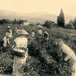 Sur la Côte d'Azur, la cueillette du jasmin. Plus de 5 millions de fleurs sont traitées annuellement par 1500 cueilleurs et ouvriers